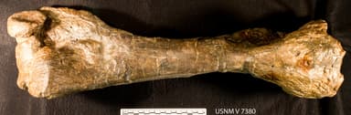 USNM V 7380_5