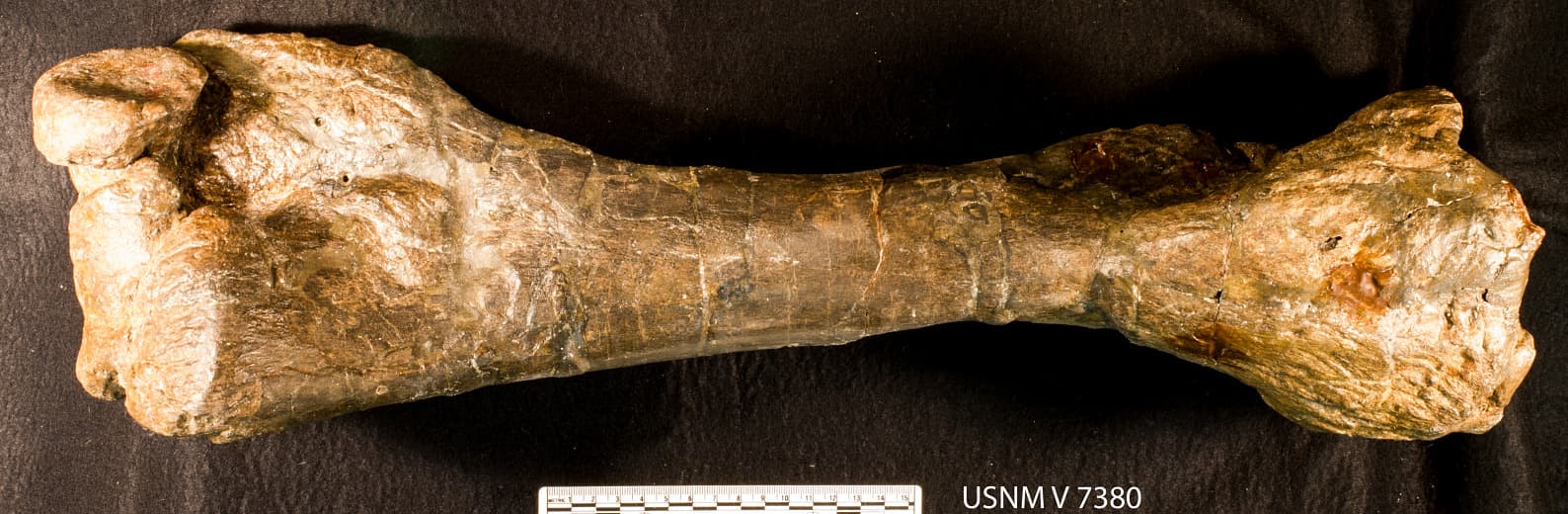 USNM V 7380_5
