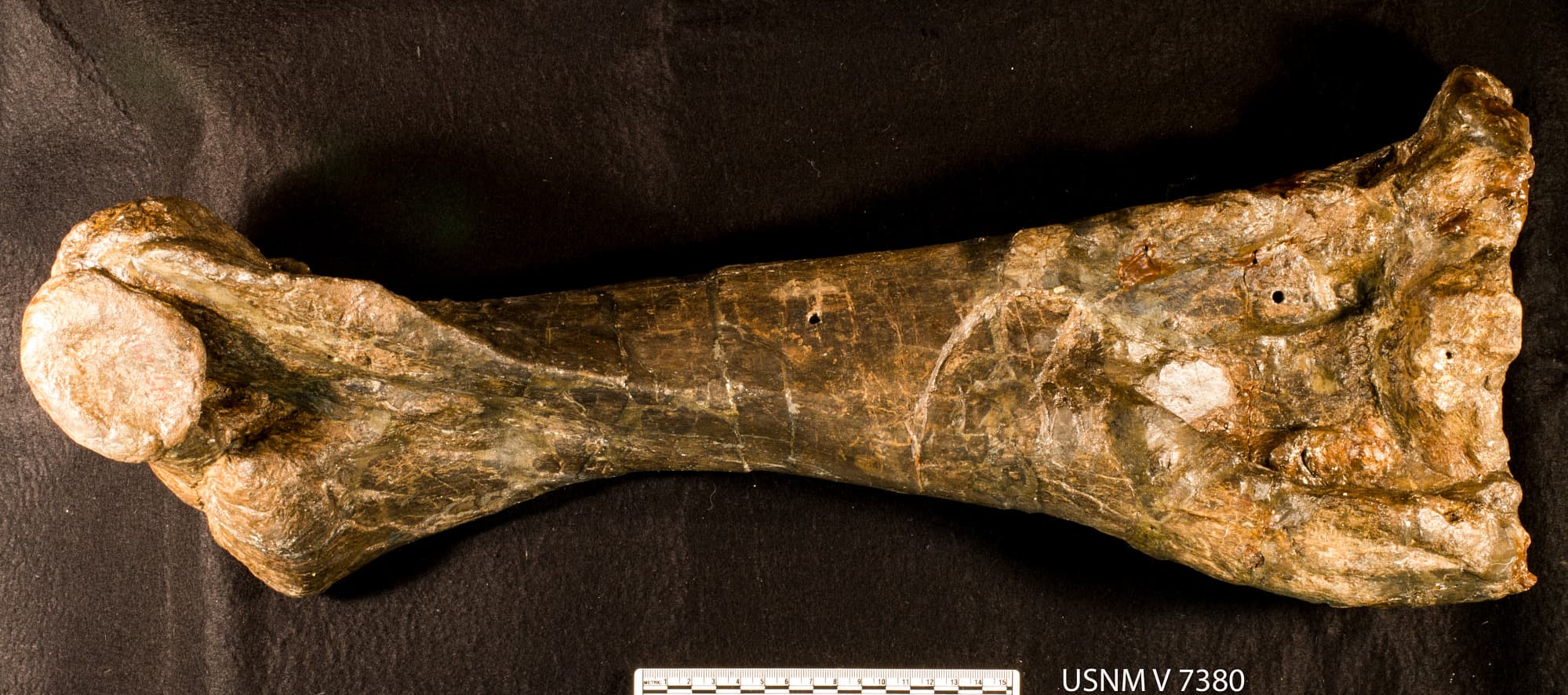 USNM V 7380_3