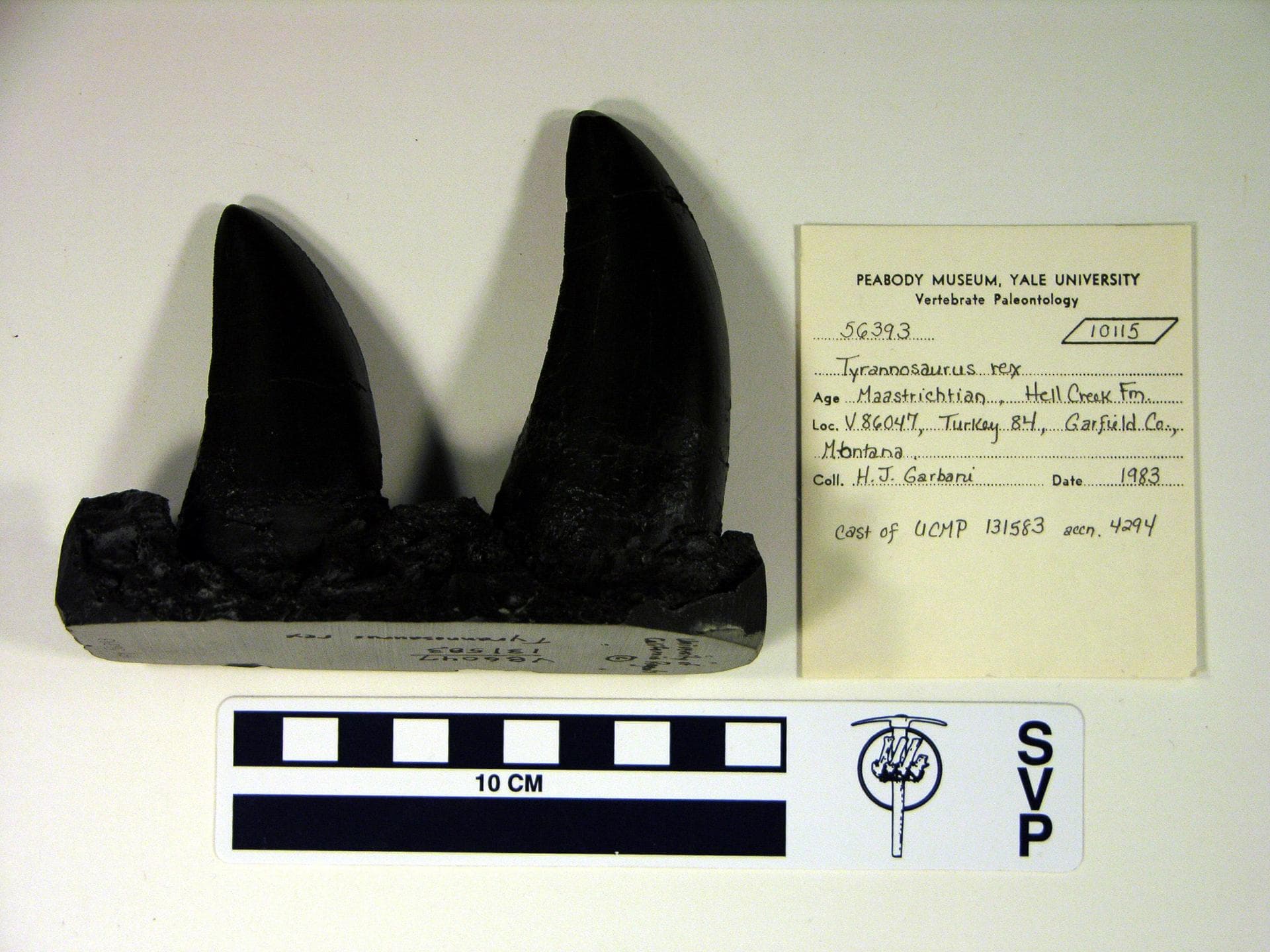 Tyrannosaurus rex (YPM VP 065830). Digital Image: Yale Peabody Museum; photo by Division of Vertebrate Paleontology, Yale Peabody Museum 2016