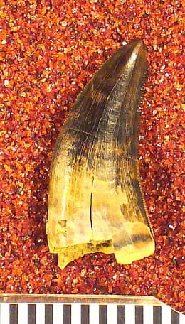 USNM PAL 537768_1