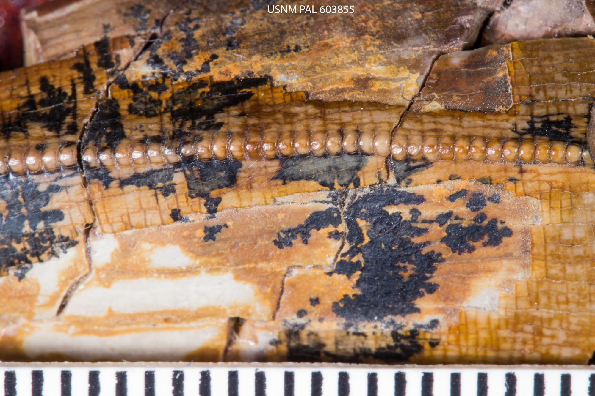 USNM PAL 603855_2
