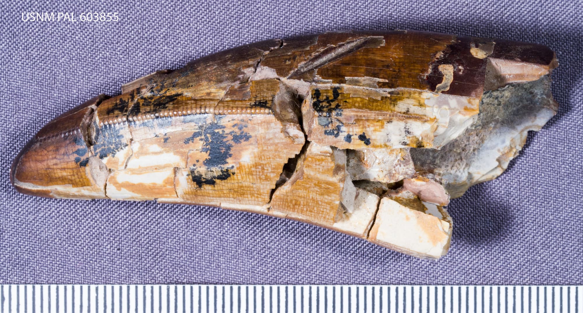 USNM PAL 603855_1