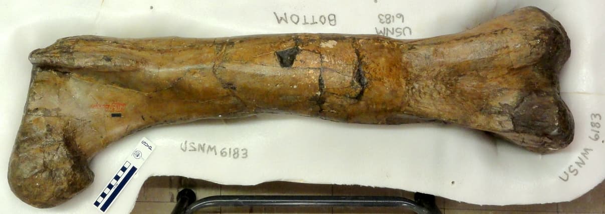 USNM V 6183_1