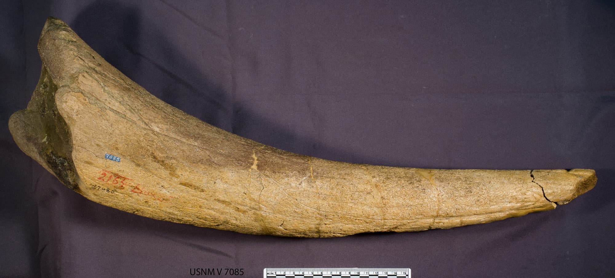 USNM V 7085_1