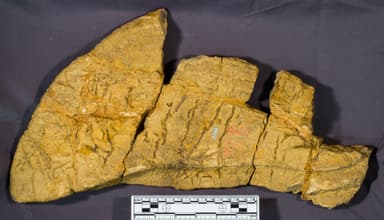 USNM V 5786_2