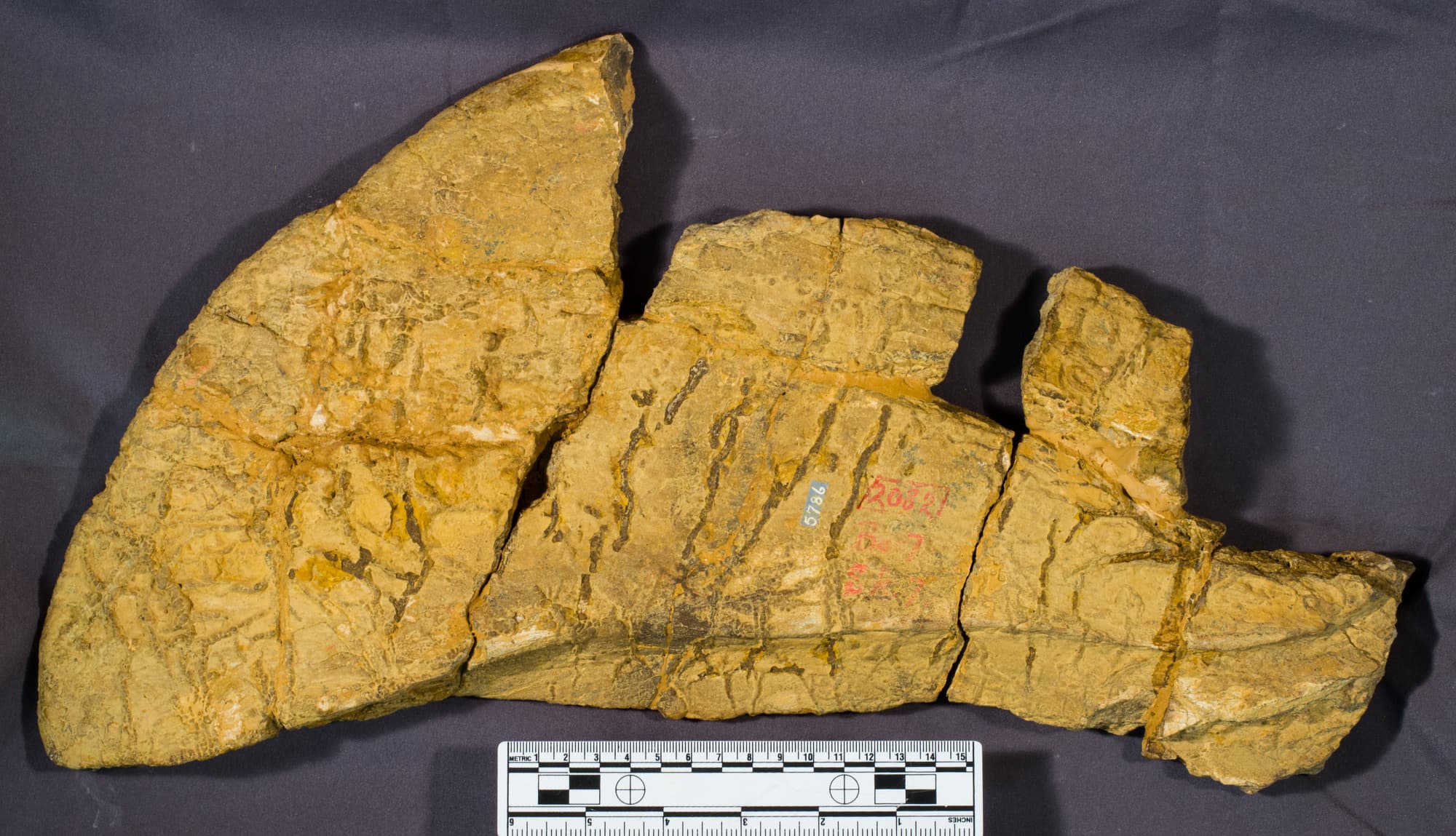 USNM V 5786_2