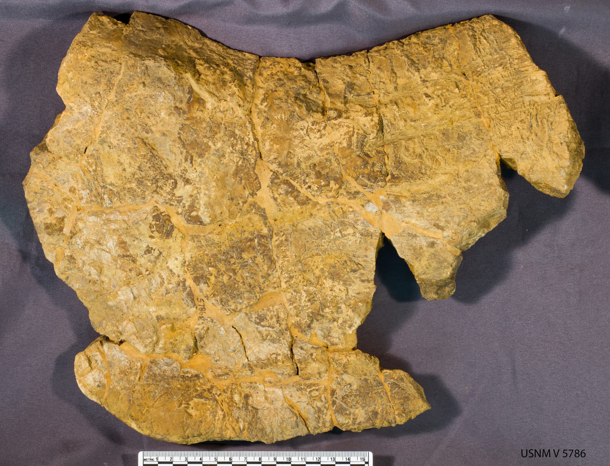 USNM V 5786_1