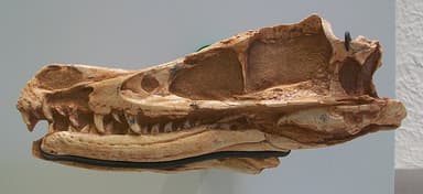 Velociraptor mongoliensis skull, AMNH 6515