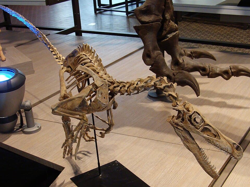 Velociraptor skeletal mount